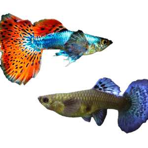 Pareja de Pez Gupy