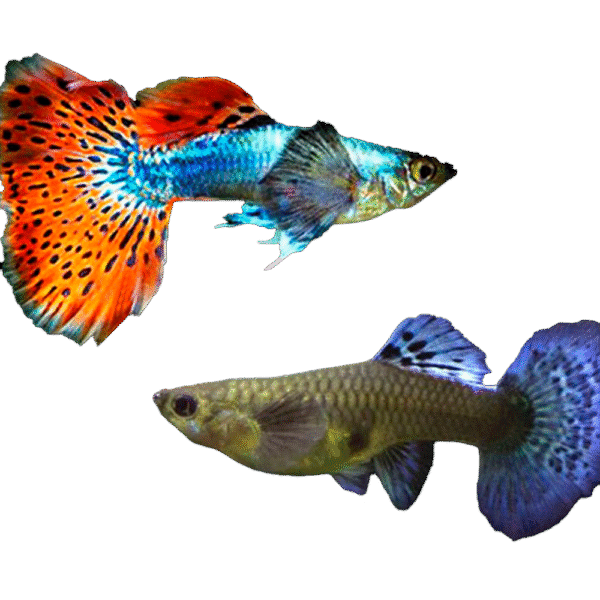 Pareja de Pez Gupy