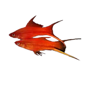 Cola Espada Cola de Lira