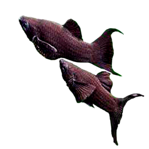 Moliné Cola de Lira